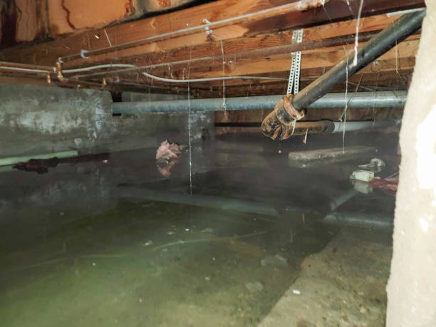 Best Local water damage restoration  in Martha Lake, WA